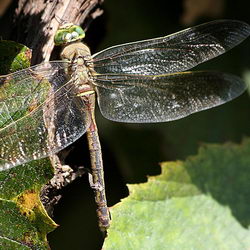 Anax parthenope